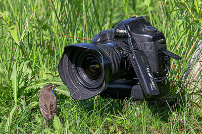 BUITEN BEELD Foto: 356018