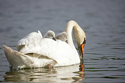 BUITEN BEELD Foto: 356043
