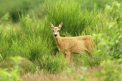 BUITEN BEELD Foto: 356061