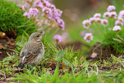 BUITEN BEELD Foto: 356295