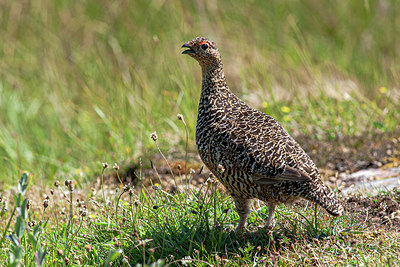 BUITEN BEELD Foto: 356307