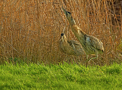 BUITEN BEELD Foto: 356327