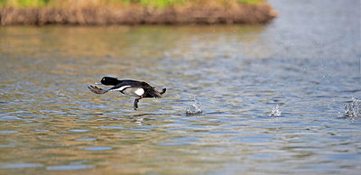 BUITEN BEELD Foto: 356338
