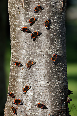 BUITEN BEELD Foto: 356352