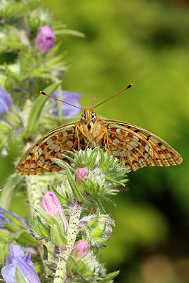 BUITEN BEELD Foto: 356359