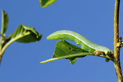 BUITEN BEELD Foto: 356365