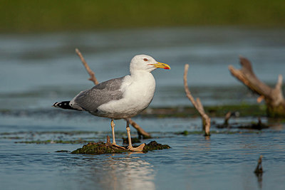 BUITEN BEELD Foto: 356376