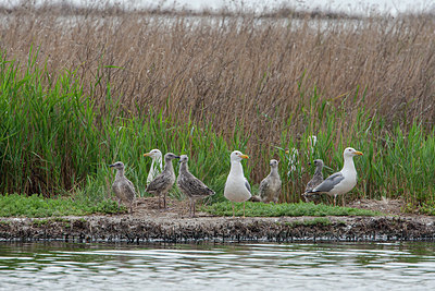 BUITEN BEELD Foto: 356378