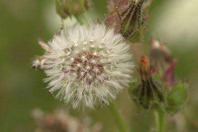 BUITEN BEELD Foto: 356391