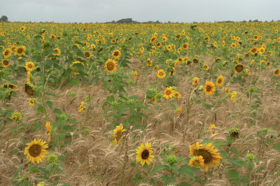 BUITEN BEELD Foto: 356408