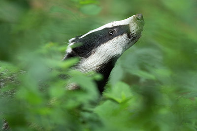 BUITEN BEELD Foto: 356446