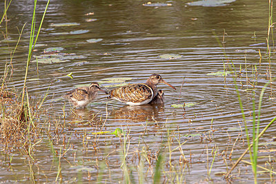 BUITEN BEELD Foto: 356455