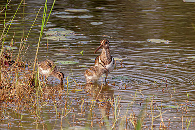 BUITEN BEELD Foto: 356457