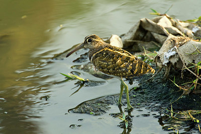 BUITEN BEELD Foto: 356464