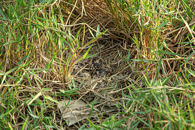 BUITEN BEELD Foto: 356465