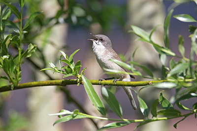 BUITEN BEELD Foto: 356492