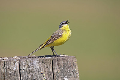 BUITEN BEELD Foto: 356494
