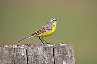 BUITEN BEELD Foto: 356503