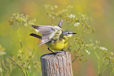 BUITEN BEELD Foto: 356505