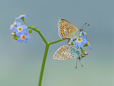 BUITEN BEELD Foto: 356548