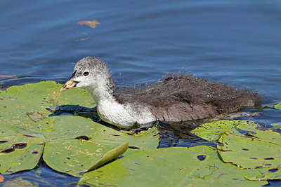 BUITEN BEELD Foto: 356561