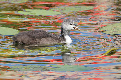 BUITEN BEELD Foto: 356563