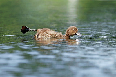 BUITEN BEELD Foto: 356567