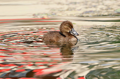 BUITEN BEELD Foto: 356568