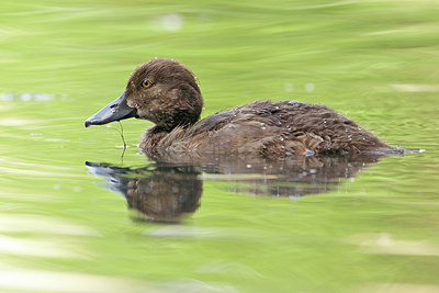 BUITEN BEELD Foto: 356572