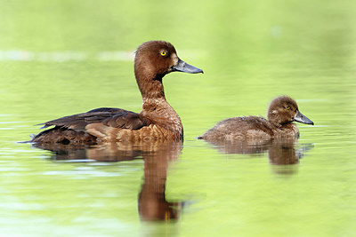 BUITEN BEELD Foto: 356573