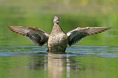 BUITEN BEELD Foto: 356575