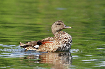 BUITEN BEELD Foto: 356576