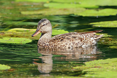 BUITEN BEELD Foto: 356577