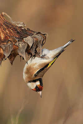 BUITEN BEELD Foto: 356609