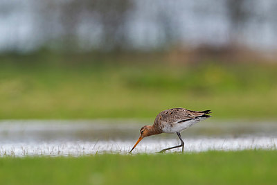 BUITEN BEELD Foto: 356612