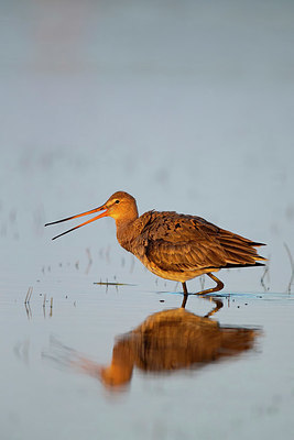 BUITEN BEELD Foto: 356614