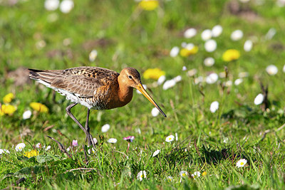 BUITEN BEELD Foto: 356619