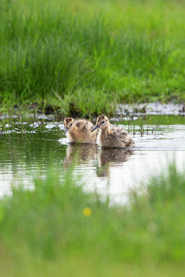 BUITEN BEELD Foto: 356637