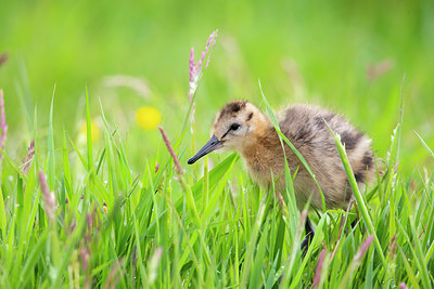 BUITEN BEELD Foto: 356638