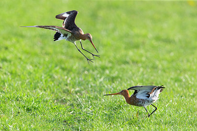 BUITEN BEELD Foto: 356647