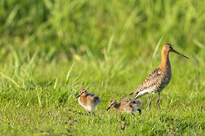 BUITEN BEELD Foto: 356661