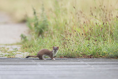 BUITEN BEELD Foto: 356667