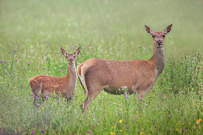 BUITEN BEELD Foto: 356677