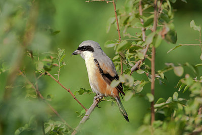 BUITEN BEELD Foto: 356708