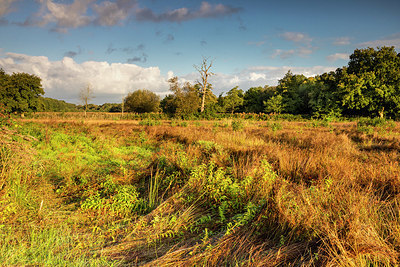 BUITEN BEELD Foto: 356756