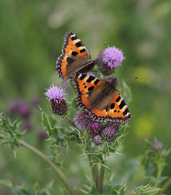 BUITEN BEELD Foto: 356787
