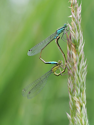 BUITEN BEELD Foto: 356793