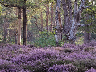 BUITEN BEELD Foto: 356802