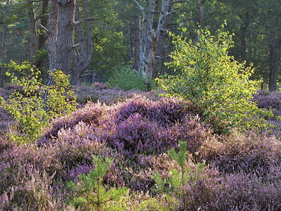 BUITEN BEELD Foto: 356804