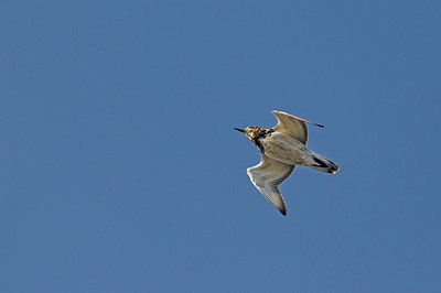BUITEN BEELD Foto: 356811